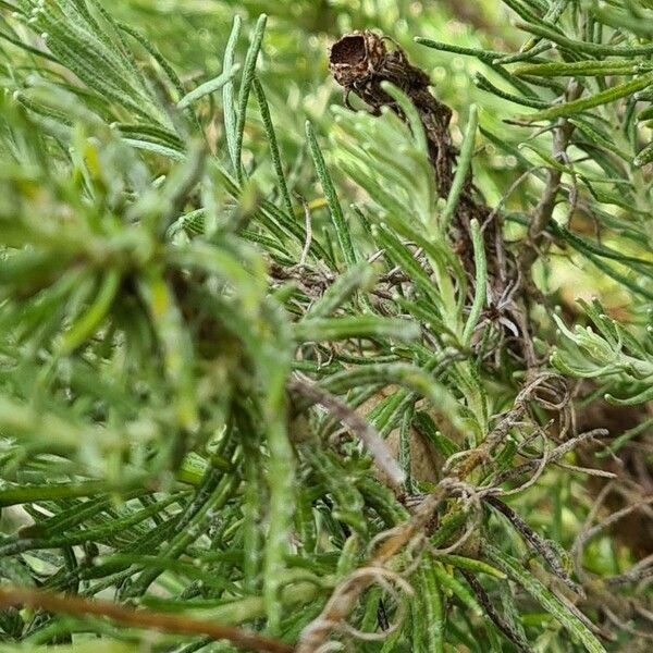 Helichrysum stoechas Leaf