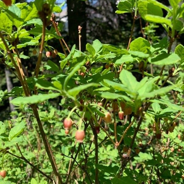 Rhododendron menziesii Bloem