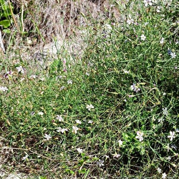 Petrorhagia saxifraga Elinympäristö