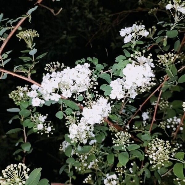 Spiraea chamaedryfolia Õis