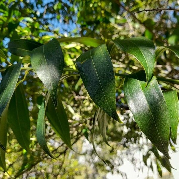 Cinnamomum verum Blad