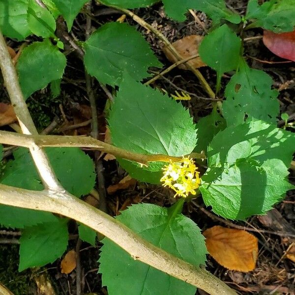 Solidago flexicaulis Flower