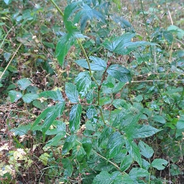 Filipendula ulmaria Lapas