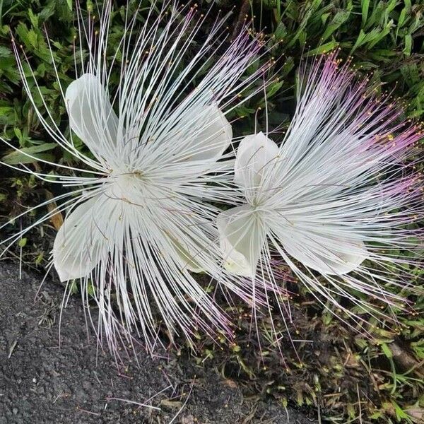 Barringtonia asiatica Λουλούδι