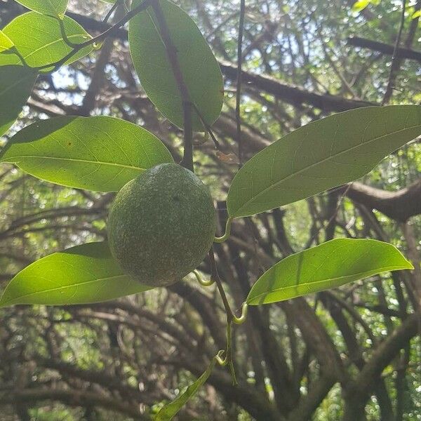 Annona glabra Hedelmä