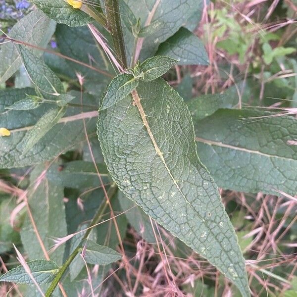 Verbascum nigrum Lehti