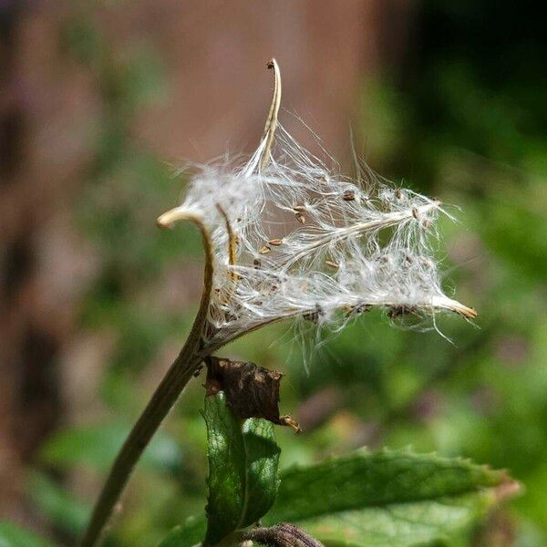 Epilobium hirsutum Hedelmä