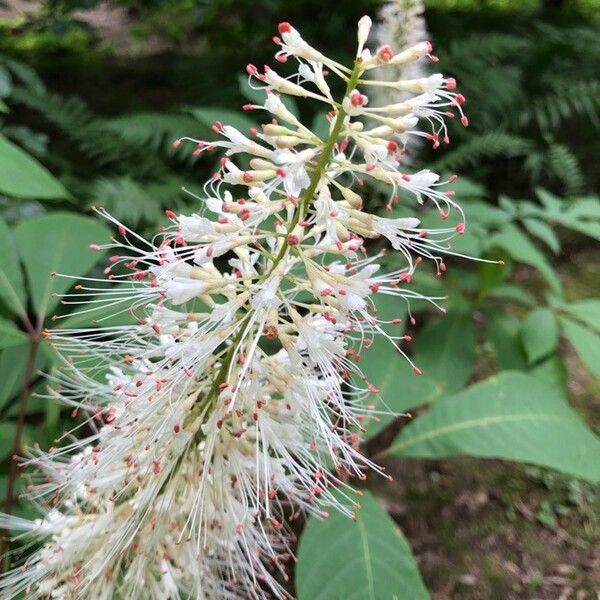 Aesculus parviflora Цветок