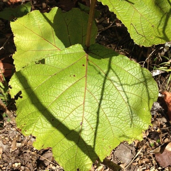 Coccoloba pubescens Beste bat