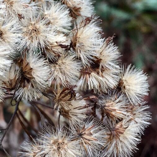 Senecio ovatus ᱮᱴᱟᱜ