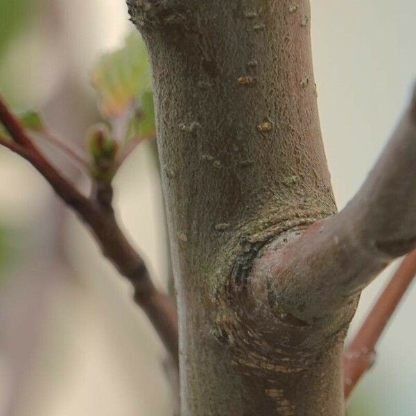 Alnus alnobetula Rinde