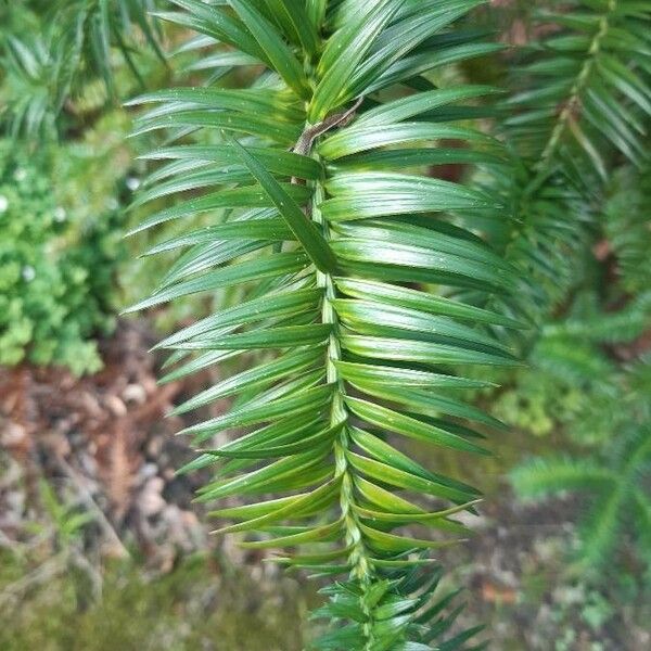 Cunninghamia lanceolata पत्ता