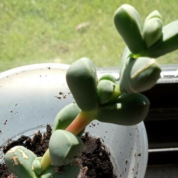 Delosperma lehmannii 花