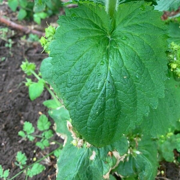 Scrophularia vernalis Leaf
