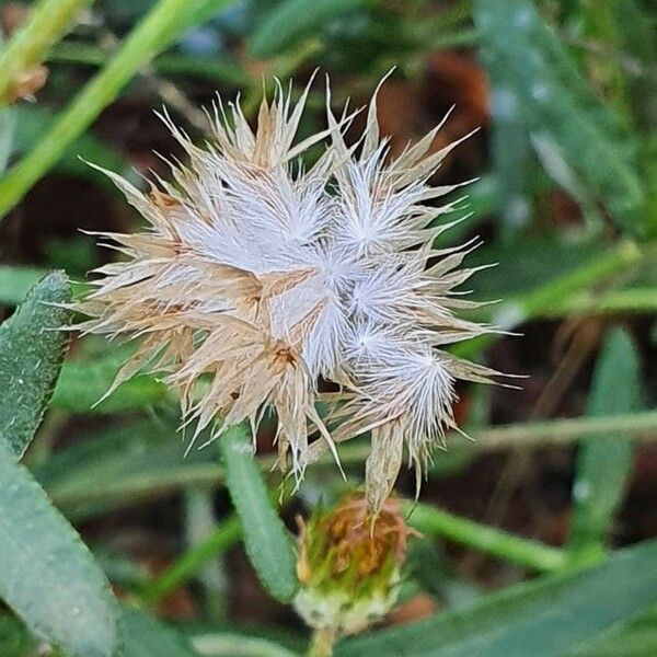 Hirpicium diffusum ফল