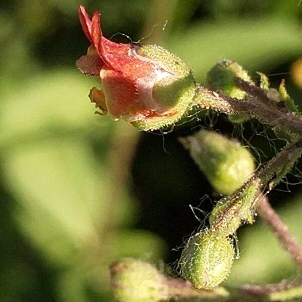 Scrophularia nodosa Blüte