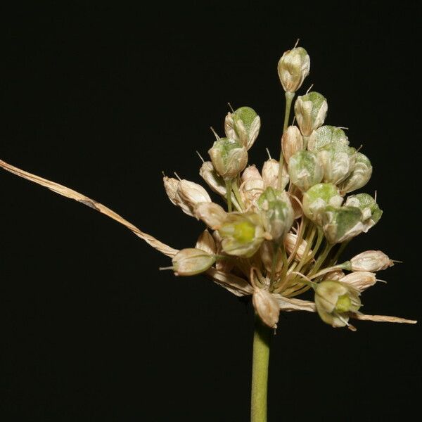 Allium pallens Flower