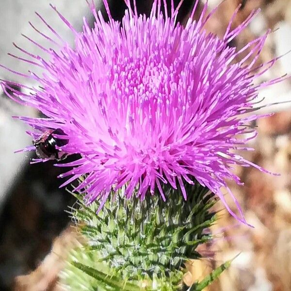 Cirsium vulgare ফুল