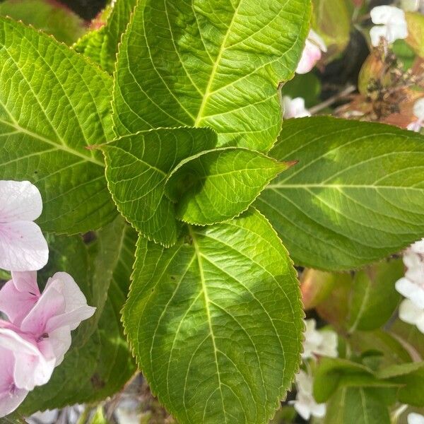 Hydrangea macrophylla Blad