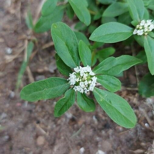 Mitracarpus hirtus Fiore