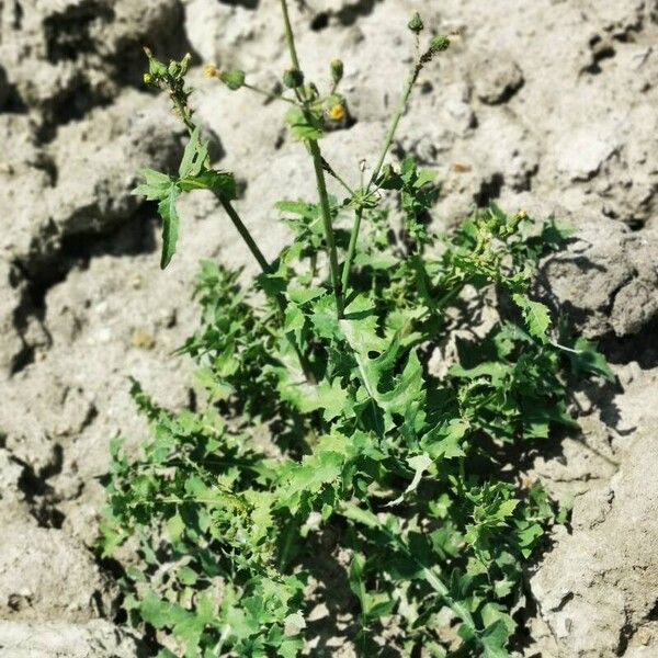 Sonchus oleraceus Leht