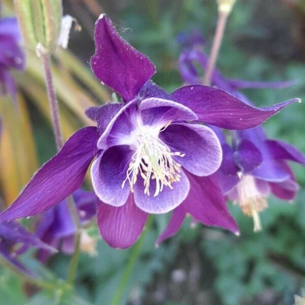 Aquilegia formosa 花