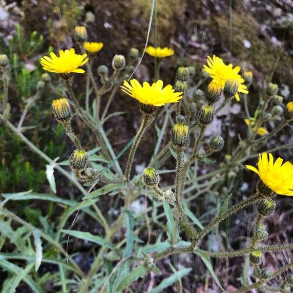 Andryala glandulosa Blomst