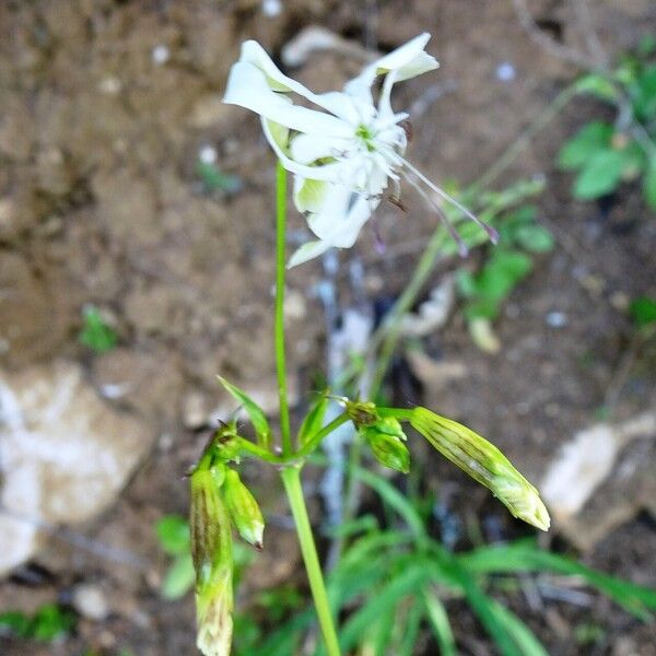 Silene nutans 花