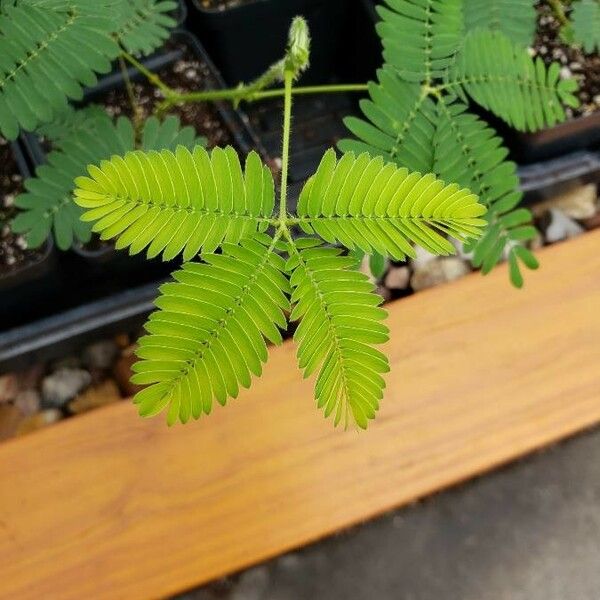 Mimosa pudica 叶