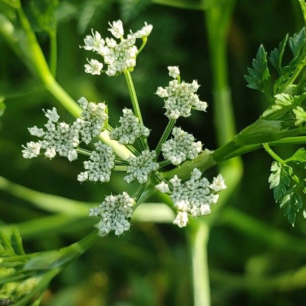 Oenanthe aquatica Blomst