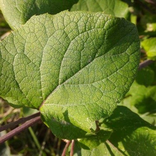 Arctium nemorosum Leaf