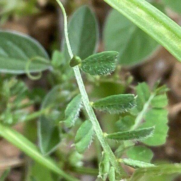 Vicia hybrida Ліст