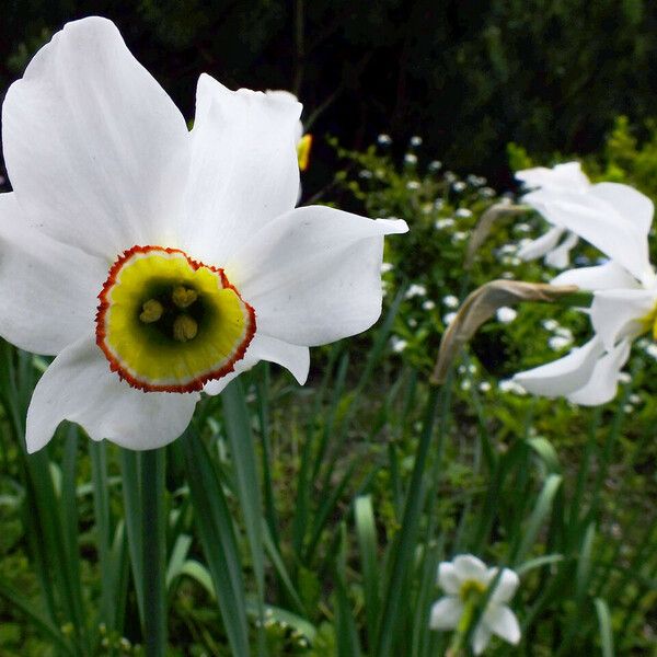 Narcissus poeticus ᱵᱟᱦᱟ