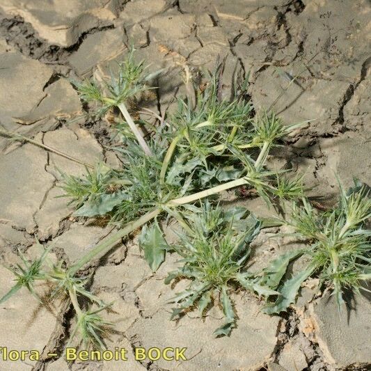 Eryngium galioides Staniste