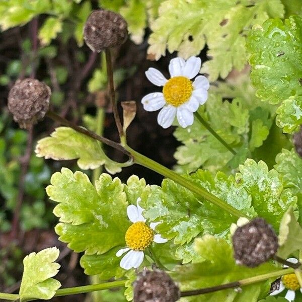 Tanacetum parthenium Лист