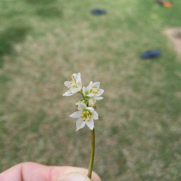 Nothoscordum borbonicum Flor