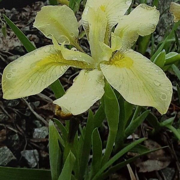 Iris humilis Flower