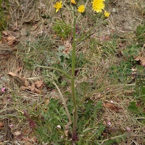 Crepis vesicaria Habit