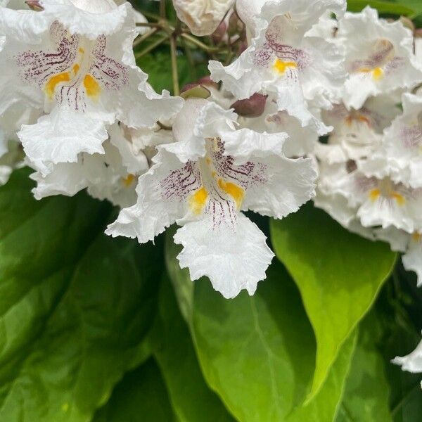 Catalpa bignonioides Flors