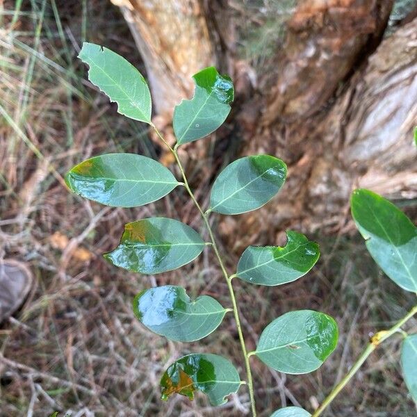 Senna pendula Folla