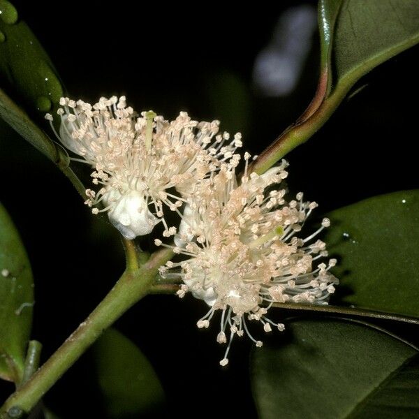 Psidium cattleyanum Floro