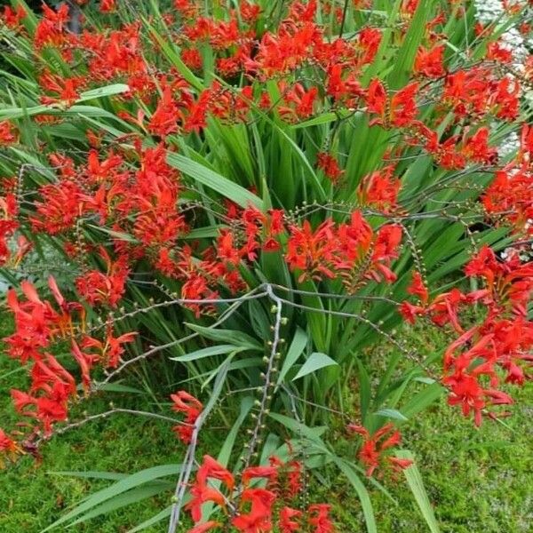 Crocosmia × crocosmiiflora Flower