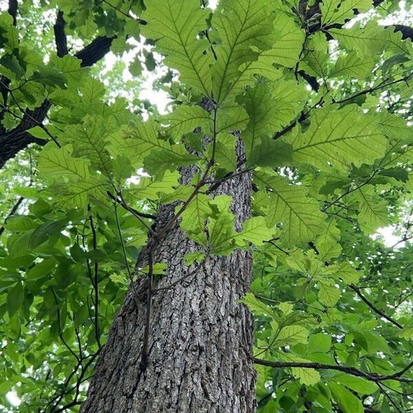 Quercus macrocarpa Лист