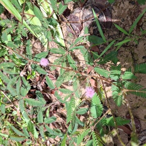 Mimosa pudica Кветка