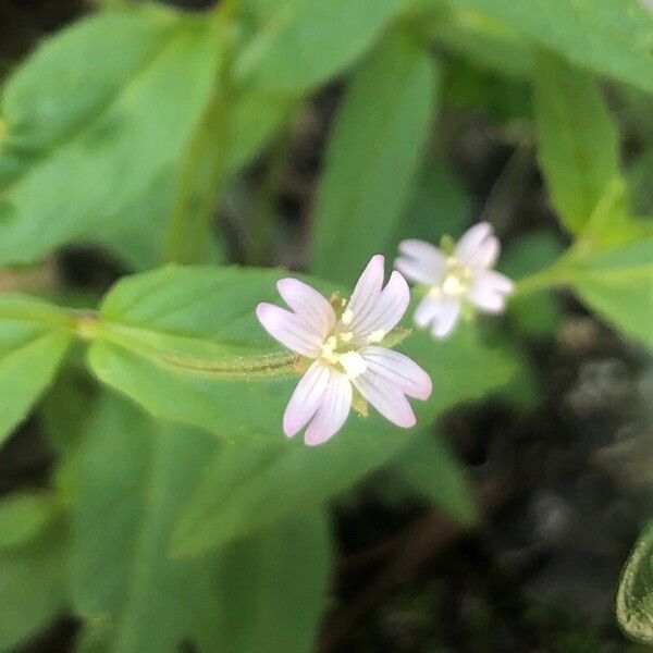 Epilobium ciliatum Blomst