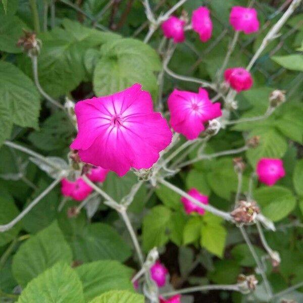 Silene coronaria Blodyn