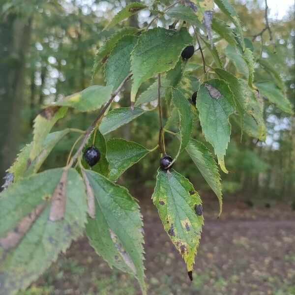 Celtis australis Blad