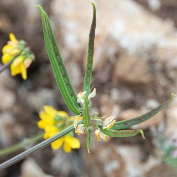 Coronilla securidaca Fruit