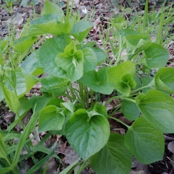 Viola mirabilis Folha