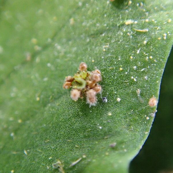 Arthropteris palisotii Blatt